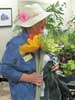 Edythe Falconer